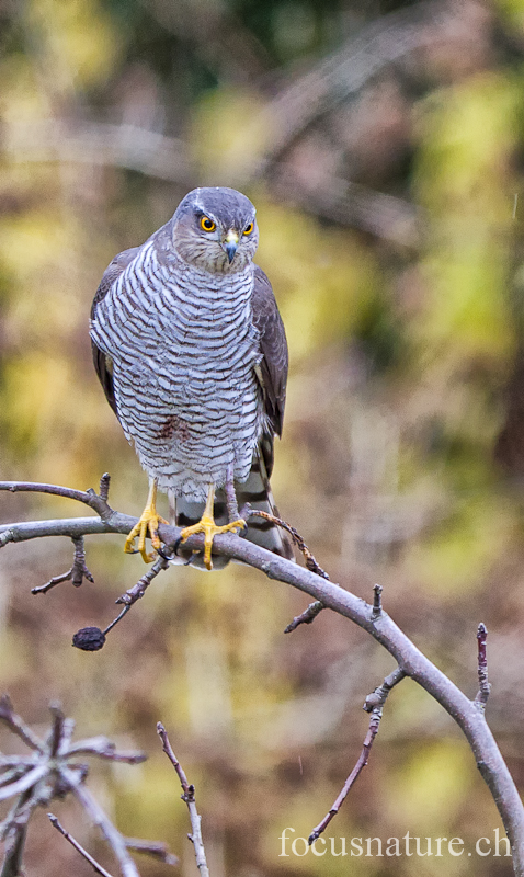 Epervier 7905.jpg - Épervier d'EuropeAccipiter nisusEurasian Sparrowhawk (Ermitage, Genève, Suisse, février 2012)